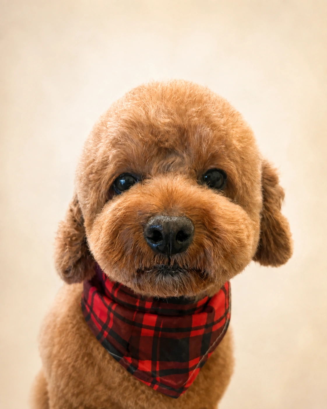 Caramel poodle in plaid bandana