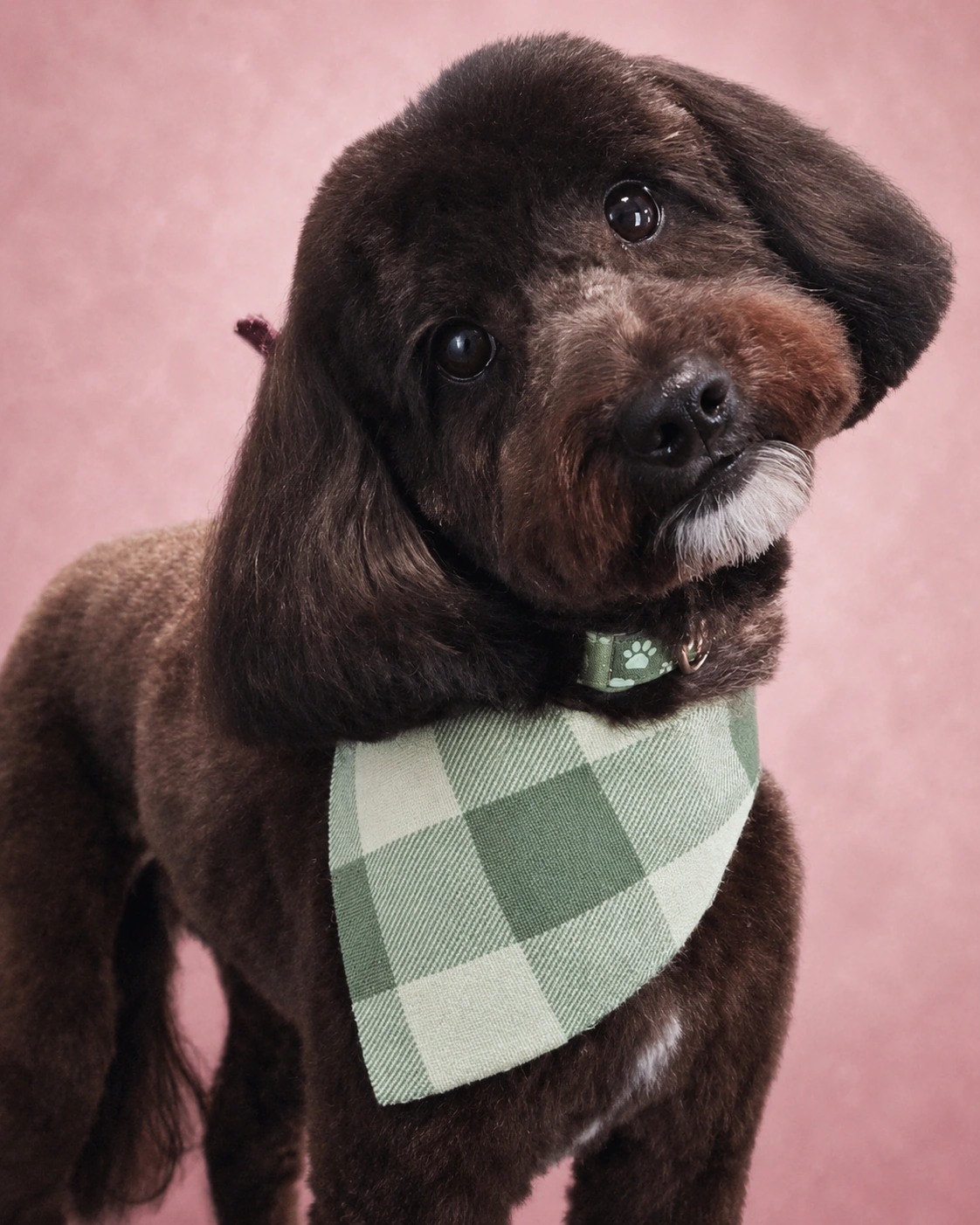 Groomer at work